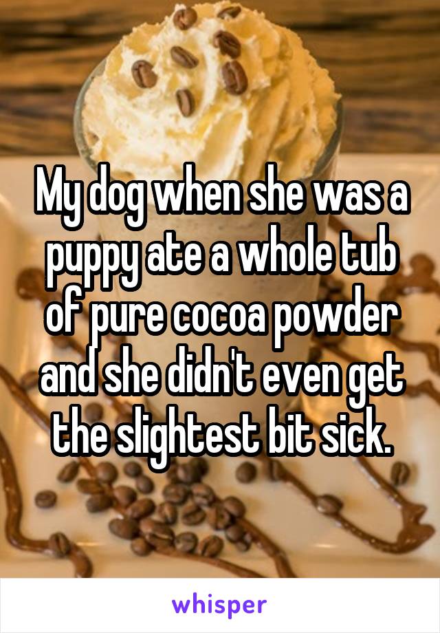 My dog when she was a puppy ate a whole tub of pure cocoa powder and she didn't even get the slightest bit sick.