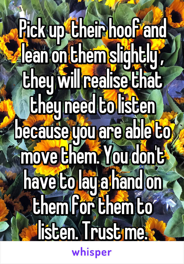 Pick up  their hoof and lean on them slightly , they will realise that they need to listen because you are able to move them. You don't have to lay a hand on them for them to listen. Trust me.