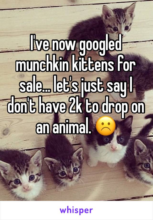 I've now googled munchkin kittens for sale... let's just say I don't have 2k to drop on an animal. ☹️