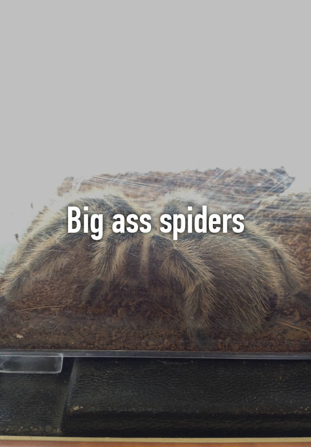 Big Ass Spiders 6090