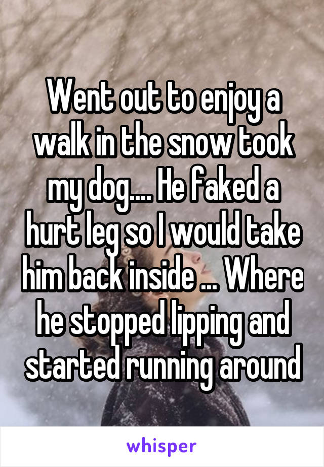 Went out to enjoy a walk in the snow took my dog.... He faked a hurt leg so I would take him back inside ... Where he stopped lipping and started running around
