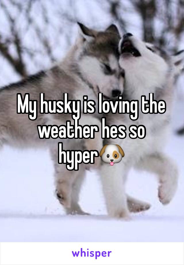 My husky is loving the weather hes so hyper🐶