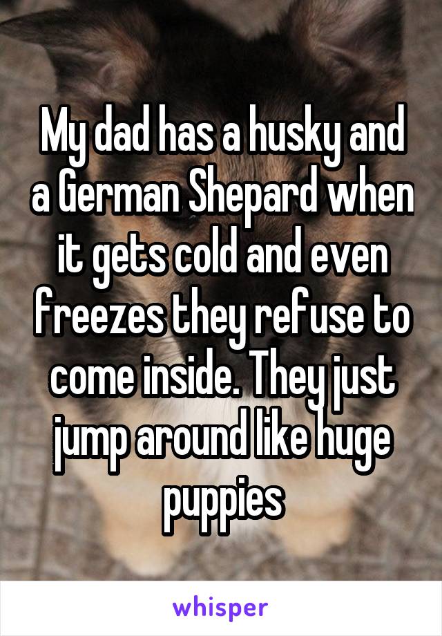 My dad has a husky and a German Shepard when it gets cold and even freezes they refuse to come inside. They just jump around like huge puppies