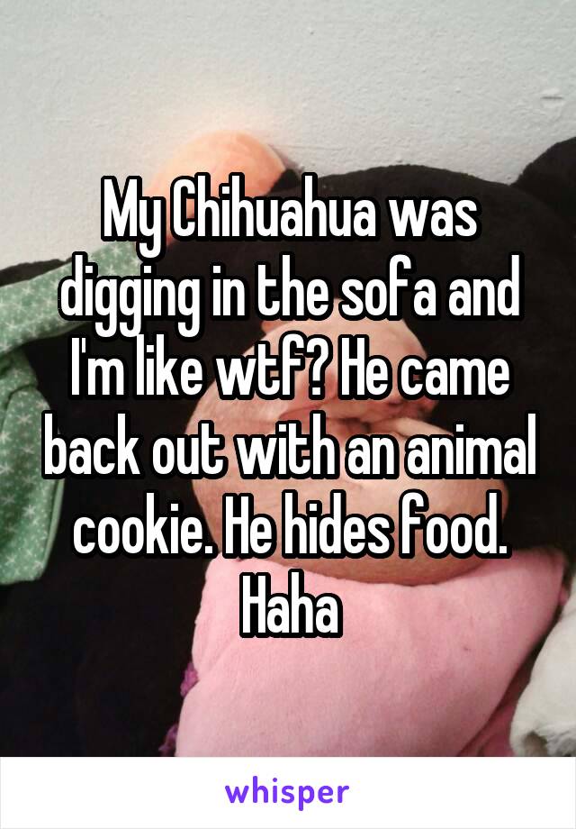 My Chihuahua was digging in the sofa and I'm like wtf? He came back out with an animal cookie. He hides food. Haha