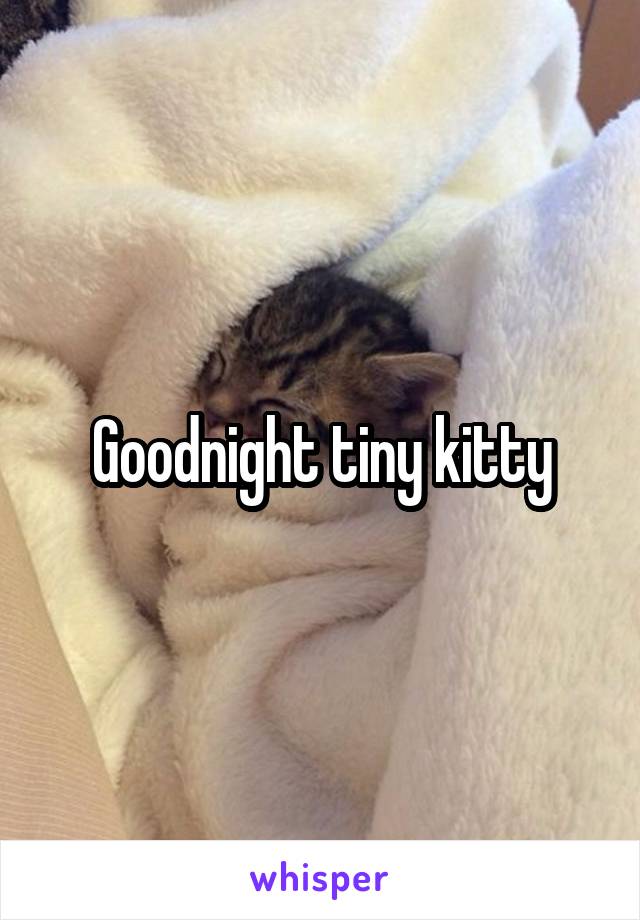 Goodnight tiny kitty