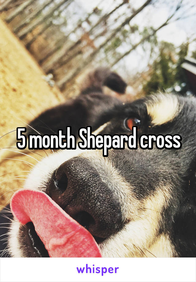 5 month Shepard cross