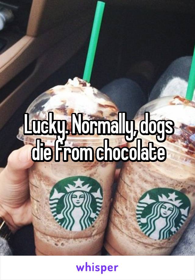 Lucky. Normally, dogs die from chocolate