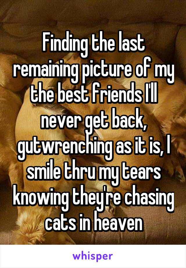 Finding the last remaining picture of my the best friends I'll never get back, gutwrenching as it is, I smile thru my tears knowing they're chasing cats in heaven