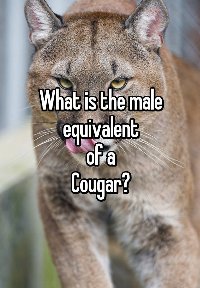 what-is-the-male-equivalent-of-a-cougar