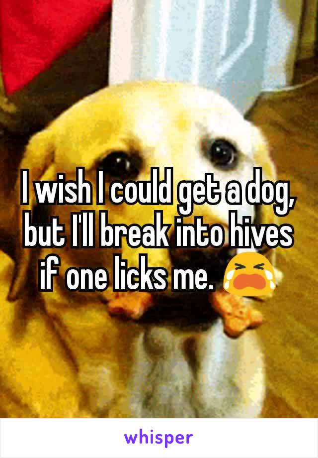 I wish I could get a dog, but I'll break into hives if one licks me. 😭