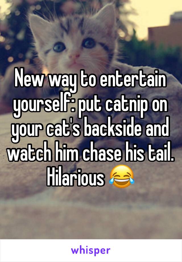 New way to entertain yourself: put catnip on your cat's backside and watch him chase his tail. Hilarious 😂