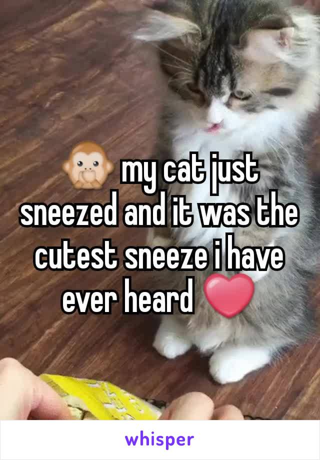 🙊 my cat just sneezed and it was the cutest sneeze i have ever heard ❤