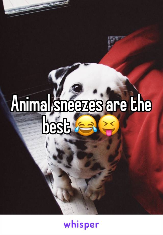 Animal sneezes are the best 😂😝