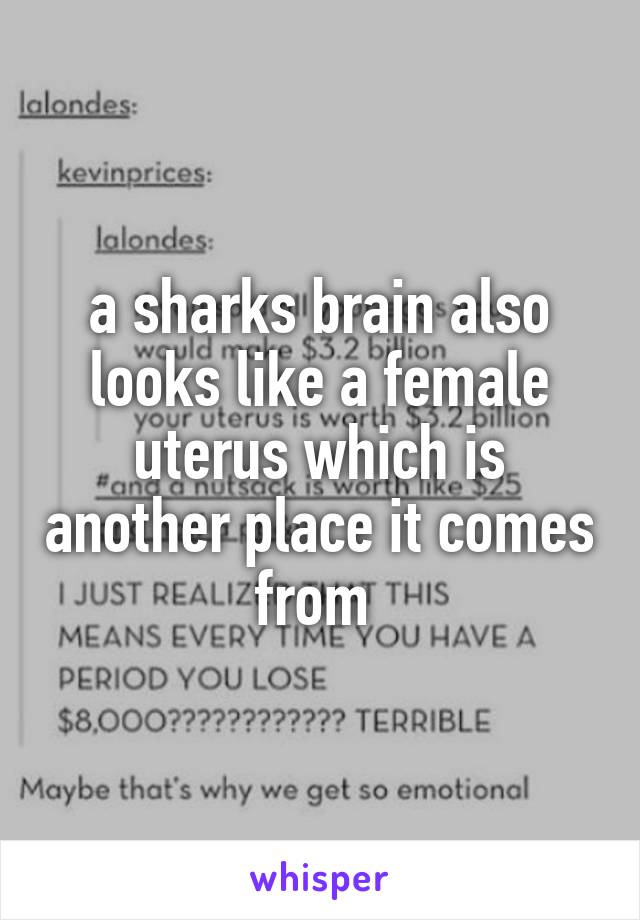 a sharks brain also looks like a female uterus which is another place it comes from 