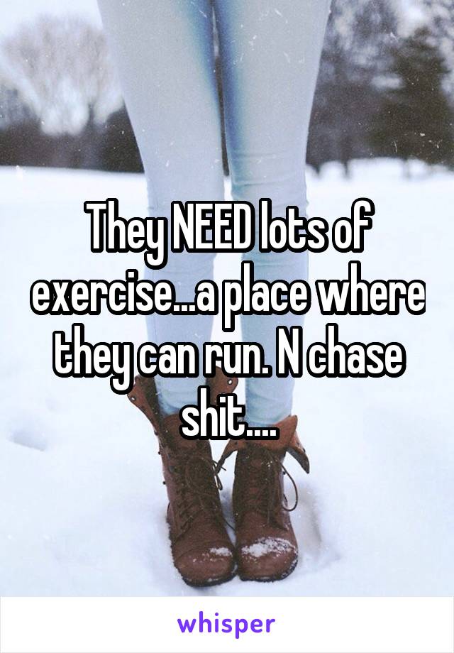 They NEED lots of exercise...a place where they can run. N chase shit....