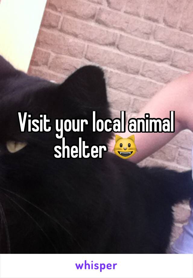 Visit your local animal shelter 😺