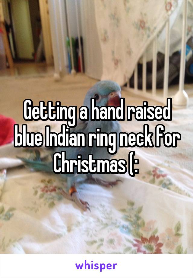 Getting a hand raised blue Indian ring neck for Christmas (: 