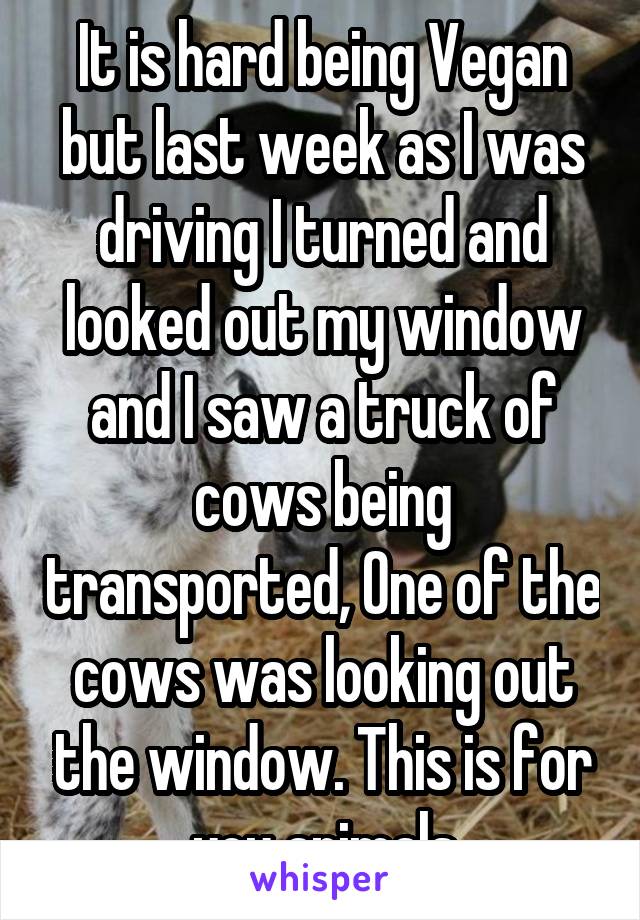 It is hard being Vegan but last week as I was driving I turned and looked out my window and I saw a truck of cows being transported, One of the cows was looking out the window. This is for you animals