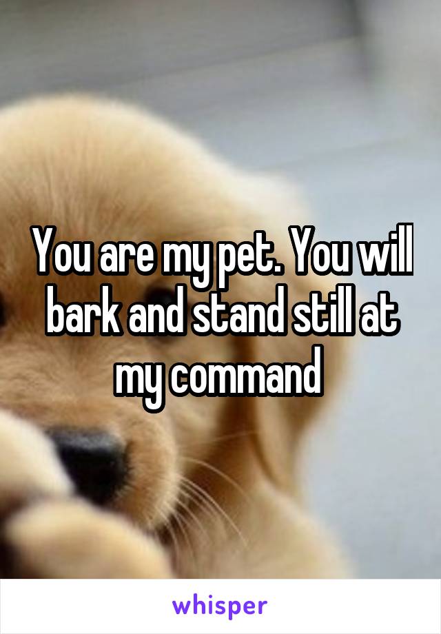 You are my pet. You will bark and stand still at my command 