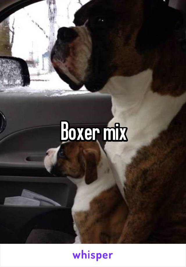 Boxer mix