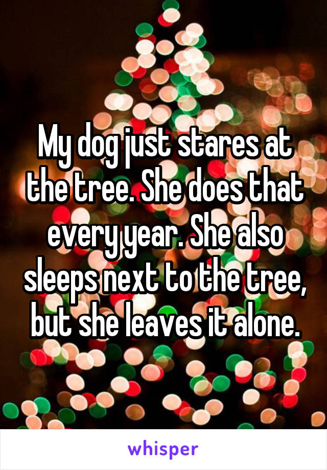 My dog just stares at the tree. She does that every year. She also sleeps next to the tree, but she leaves it alone.