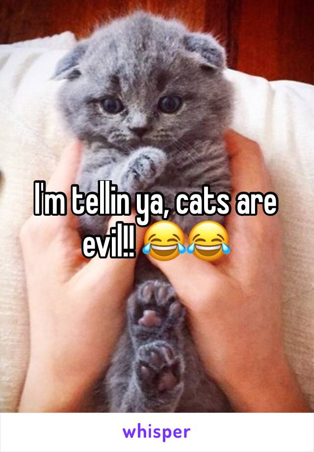 I'm tellin ya, cats are evil!! 😂😂
