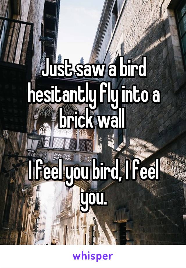 Just saw a bird hesitantly fly into a brick wall 

I feel you bird, I feel you.