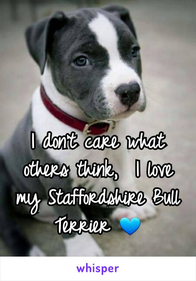 I don't care what others think,  I love my Staffordshire Bull Terrier 💙