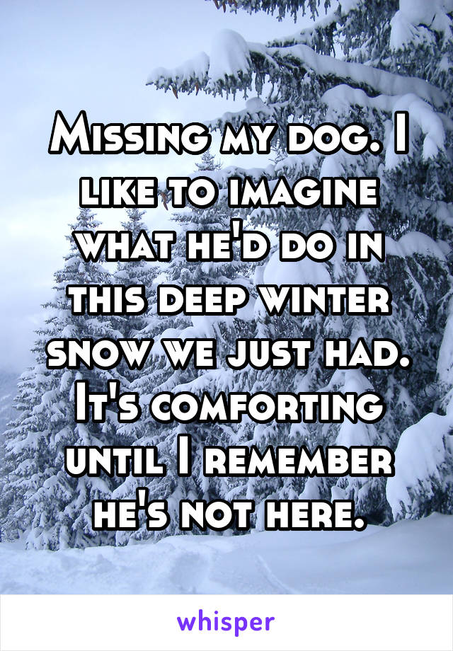 Missing my dog. I like to imagine what he'd do in this deep winter snow we just had. It's comforting until I remember he's not here.