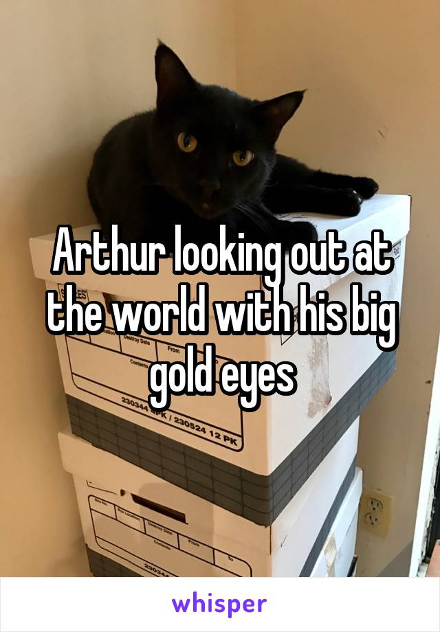 Arthur looking out at the world with his big gold eyes