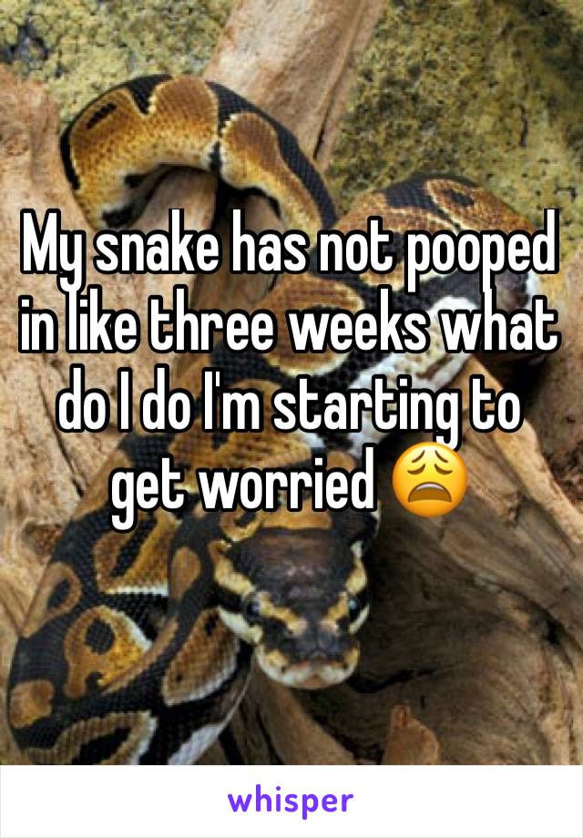 My snake has not pooped in like three weeks what do I do I'm starting to get worried 😩 