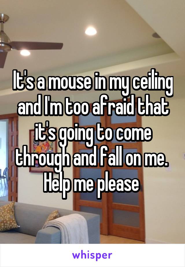 It's a mouse in my ceiling and I'm too afraid that it's going to come through and fall on me. 
Help me please 