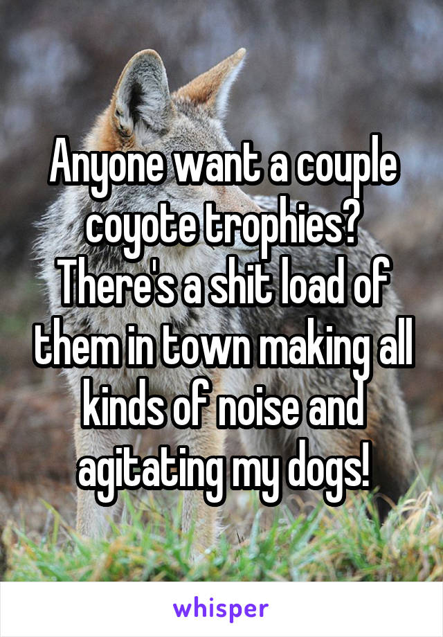 Anyone want a couple coyote trophies? There's a shit load of them in town making all kinds of noise and agitating my dogs!