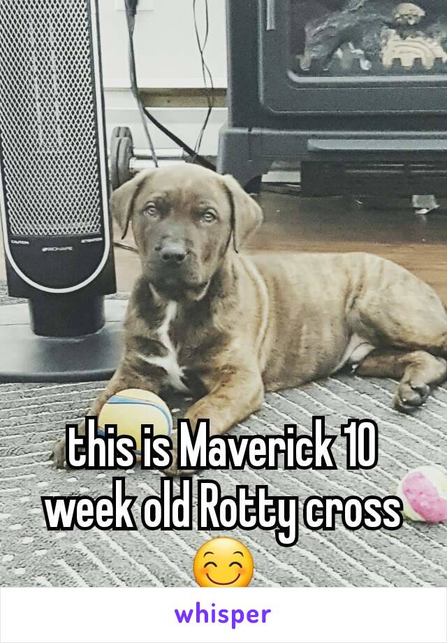 this is Maverick 10 week old Rotty cross 😊