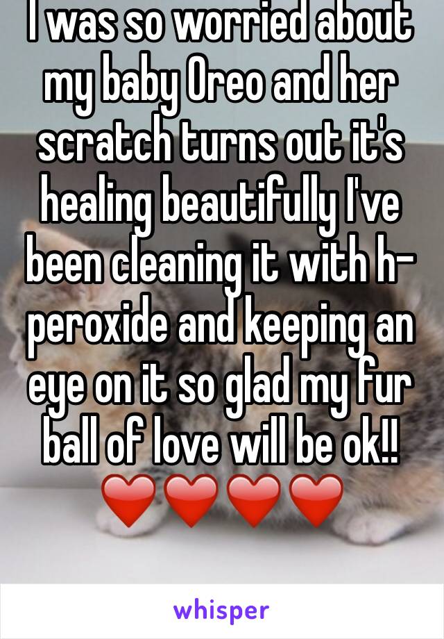 I was so worried about my baby Oreo and her scratch turns out it's healing beautifully I've been cleaning it with h-peroxide and keeping an eye on it so glad my fur ball of love will be ok!! ❤️❤️❤️❤️