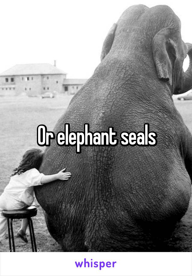 Or elephant seals