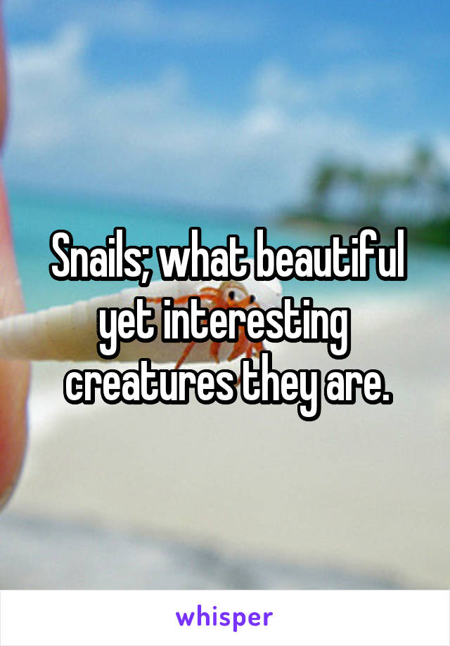 Snails; what beautiful yet interesting  creatures they are.