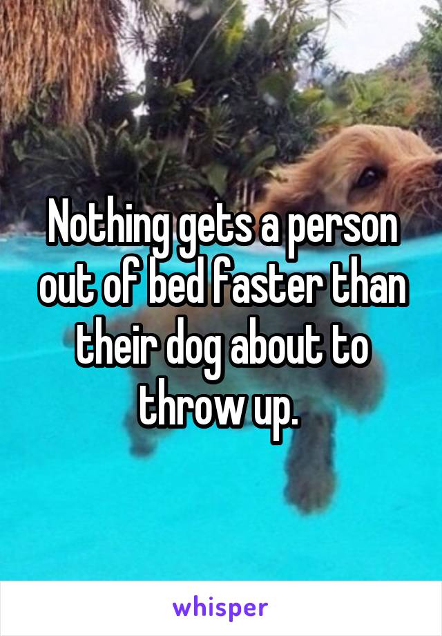 Nothing gets a person out of bed faster than their dog about to throw up. 