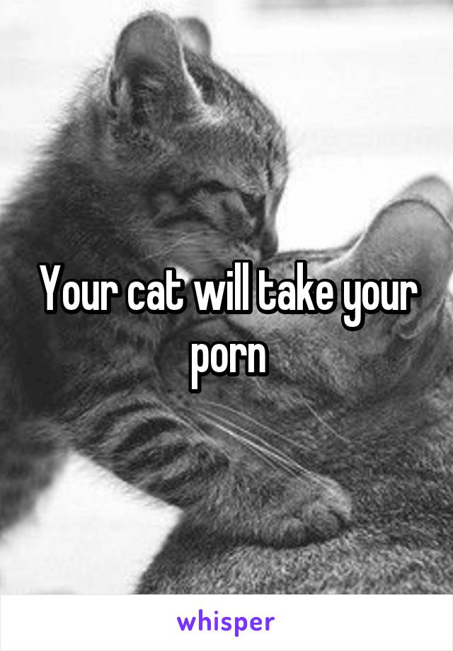 Your cat will take your porn