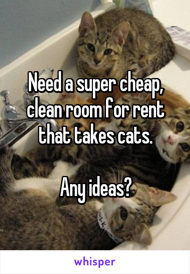 Need a super cheap, clean room for rent that takes cats.

Any ideas?