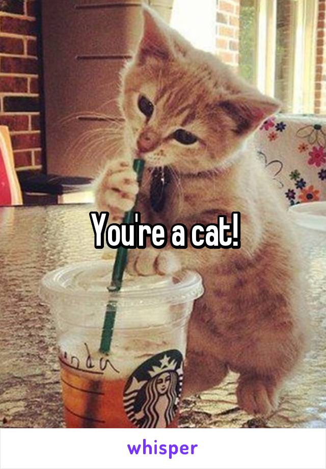 You're a cat!