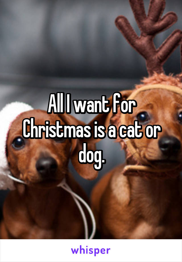 All I want for Christmas is a cat or dog.