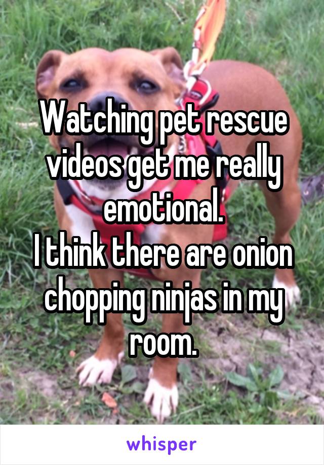 Watching pet rescue videos get me really emotional.
I think there are onion chopping ninjas in my room.