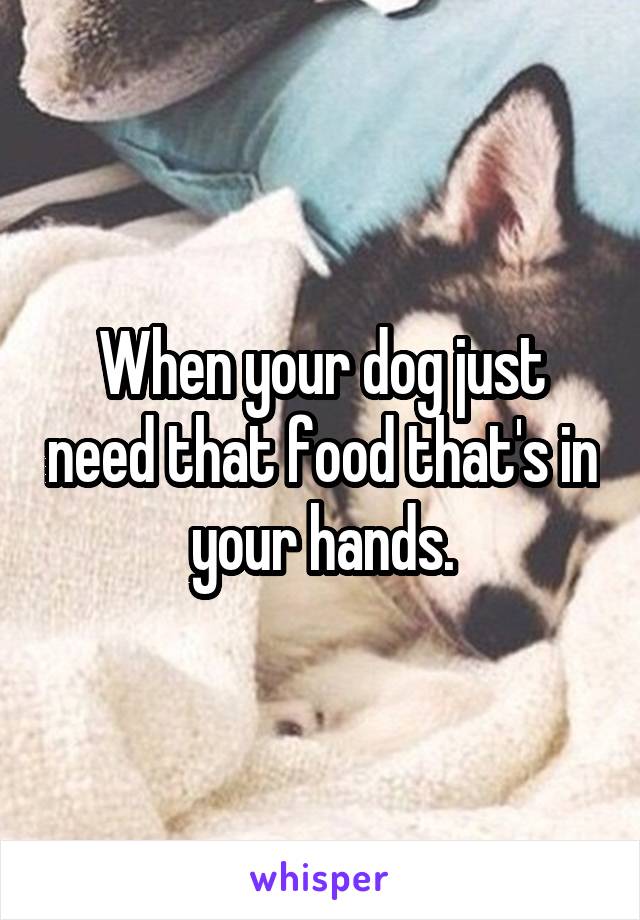 When your dog just need that food that's in your hands.