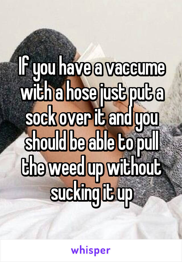 If you have a vaccume with a hose just put a sock over it and you should be able to pull the weed up without sucking it up