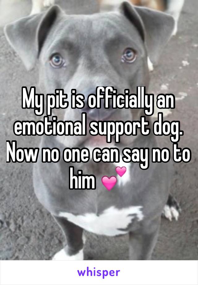 My pit is officially an emotional support dog. Now no one can say no to him 💕