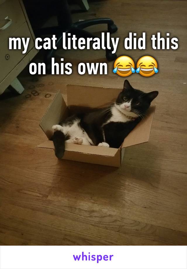 my cat literally did this on his own 😂😂