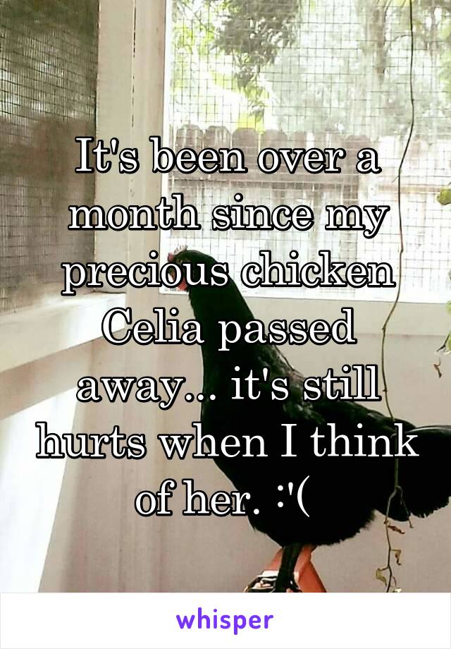 It's been over a month since my precious chicken Celia passed away... it's still hurts when I think of her. :'( 