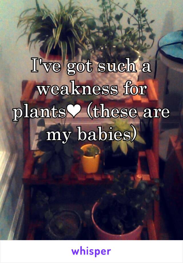 I've got such a weakness for plants❤ (these are my babies)