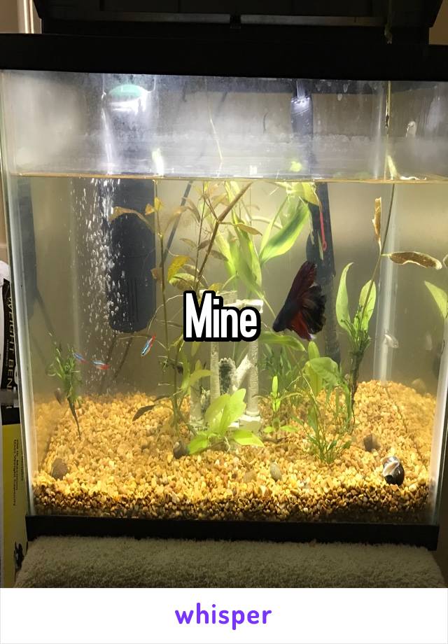 Mine 